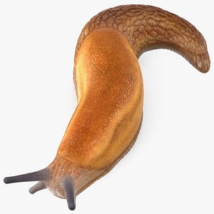 3D Dusky Arion Slug Crawling