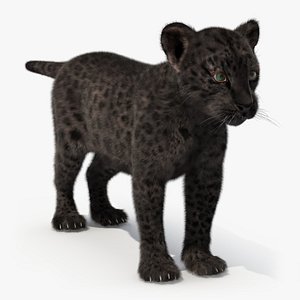 3D Black Leopard Cub Standing Pose with Fur