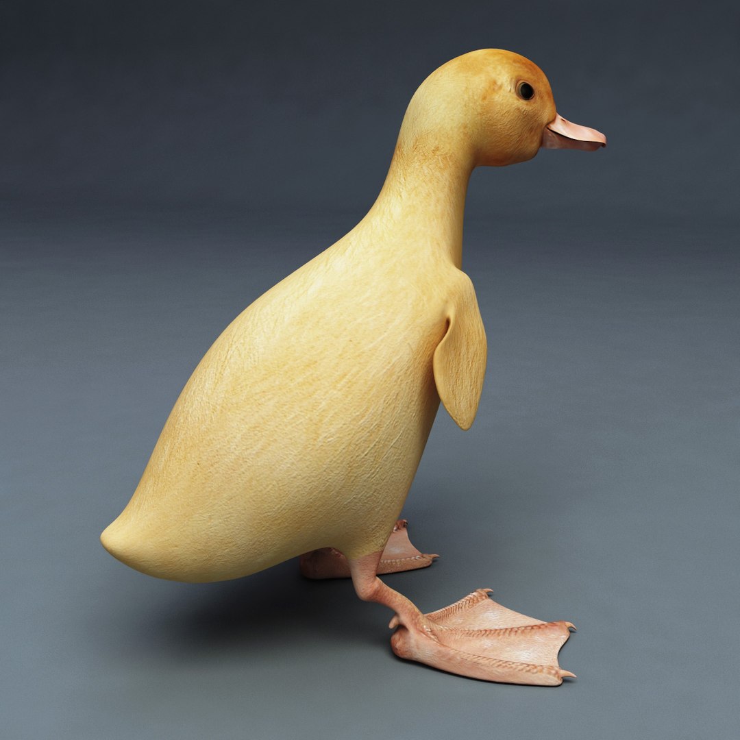 3d farm animals v3 model https://p.turbosquid.com/ts-thumb/IS/pD4ZRc/0nw8uBNA/farm_animals_collection_v3_62/jpg/1312917484/1920x1080/fit_q87/cf03d6c2587eb8c82d5b6455174b7503e56b4f30/farm_animals_collection_v3_62.jpg