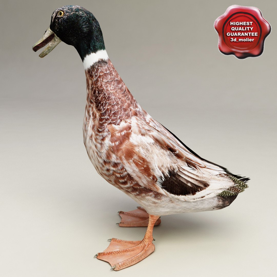 3d farm animals v3 model https://p.turbosquid.com/ts-thumb/IS/pD4ZRc/8rkL7yqc/farm_animals_collection_v3_47/jpg/1312917483/1920x1080/fit_q87/d971874a2ac67eb4297c0cd7d4036715813c8f4f/farm_animals_collection_v3_47.jpg