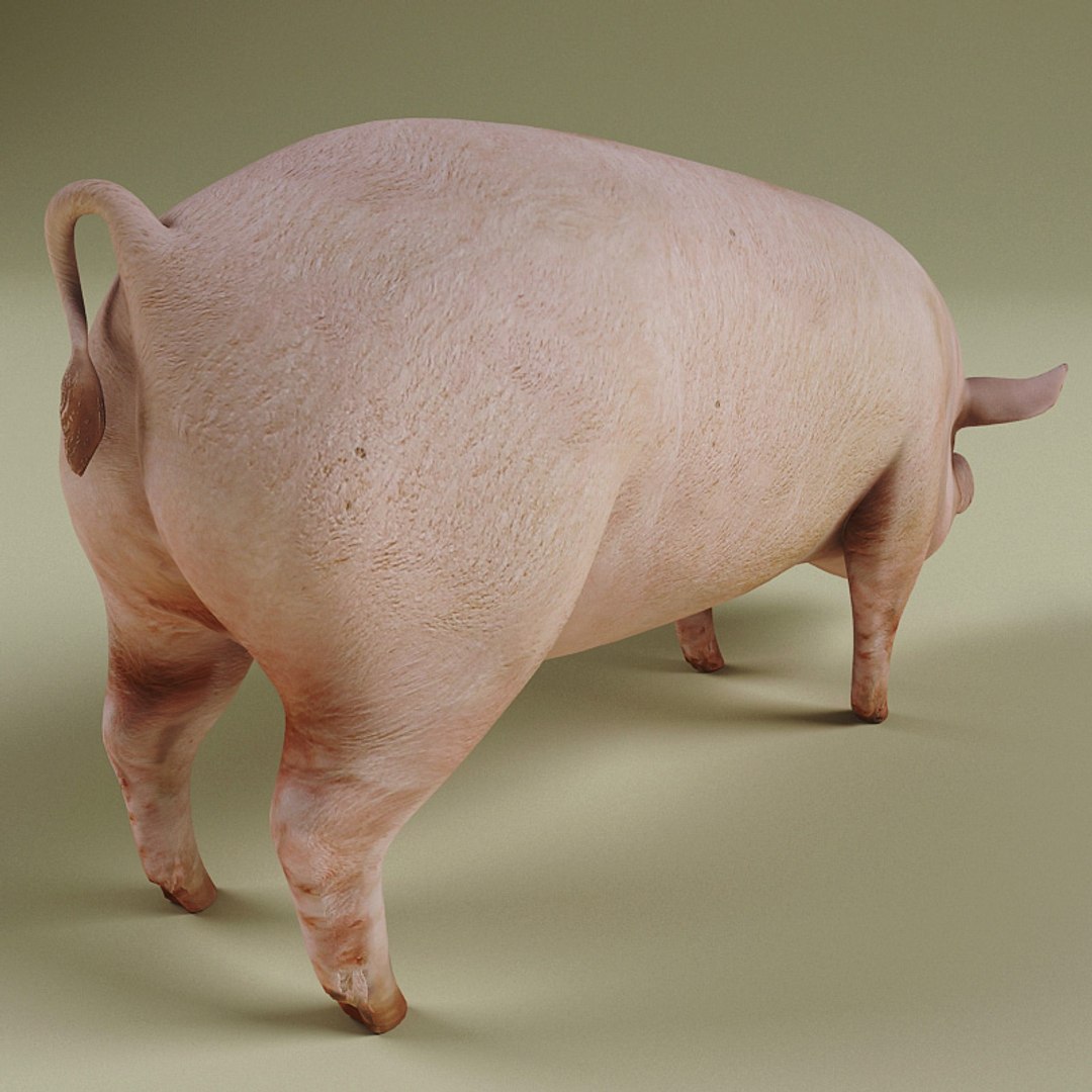 3d farm animals v3 model https://p.turbosquid.com/ts-thumb/IS/pD4ZRc/KKkEDnjM/farm_animals_collection_v3_29/jpg/1312917483/1920x1080/fit_q87/a78102650509750a7852f37f3273edb429bbcaf8/farm_animals_collection_v3_29.jpg