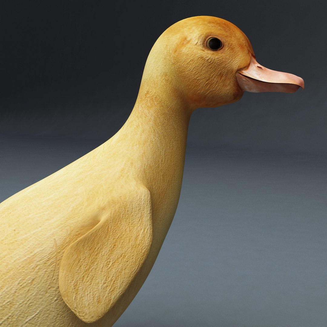 3d farm animals v3 model https://p.turbosquid.com/ts-thumb/IS/pD4ZRc/KnYFYMFU/farm_animals_collection_v3_67/jpg/1312917484/1920x1080/fit_q87/cb3c7727409c807e4a0f3c837ff24f42b1bbdd00/farm_animals_collection_v3_67.jpg