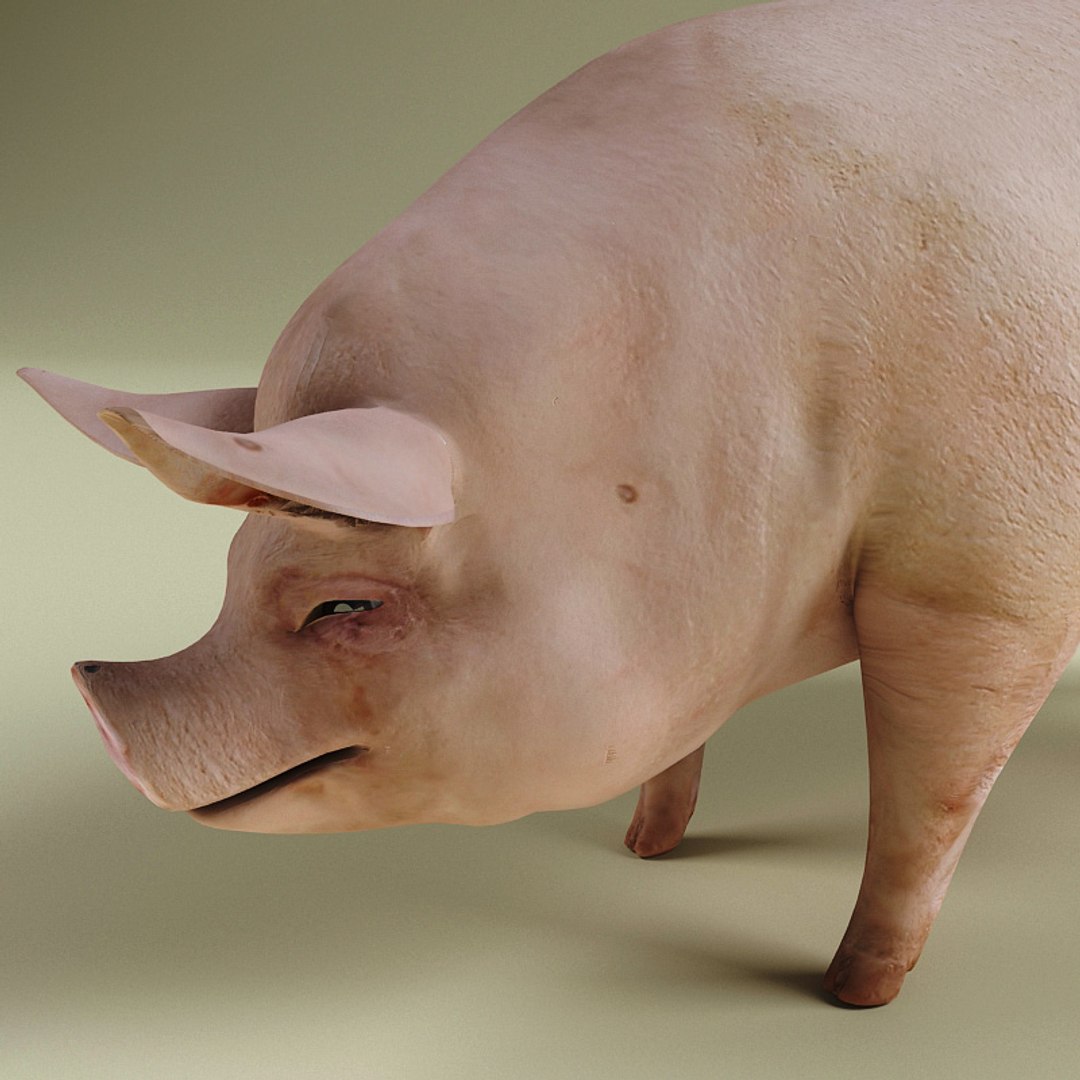 3d farm animals v3 model https://p.turbosquid.com/ts-thumb/IS/pD4ZRc/oEL99oUb/farm_animals_collection_v3_30/jpg/1312917483/1920x1080/fit_q87/abeff7600fae509f9da6dc1ad482b0f1ede40d22/farm_animals_collection_v3_30.jpg