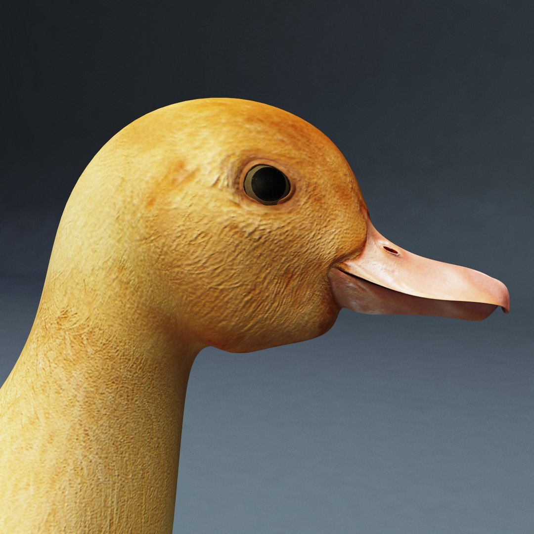 3d farm animals v3 model https://p.turbosquid.com/ts-thumb/IS/pD4ZRc/wrwhCCwR/farm_animals_collection_v3_68/jpg/1312917484/1920x1080/fit_q87/6201b133adb4f35d55e58dbfe7673f23f0aa2ce9/farm_animals_collection_v3_68.jpg
