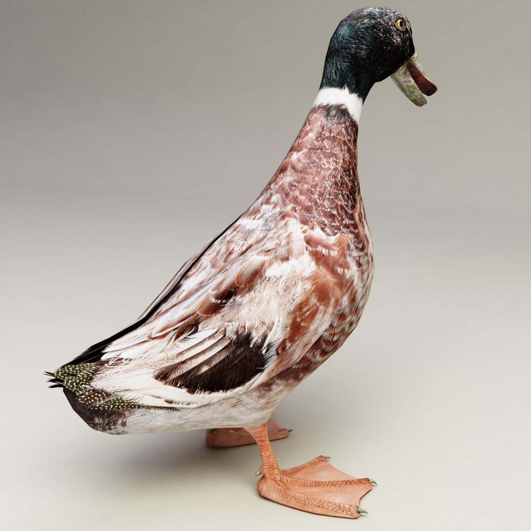 3d farm animals v3 model https://p.turbosquid.com/ts-thumb/IS/pD4ZRc/zb16B5uZ/farm_animals_collection_v3_49/jpg/1312917483/1920x1080/fit_q87/477a3f0dc9f5f4b368001e6ba43b7de3b15903b5/farm_animals_collection_v3_49.jpg