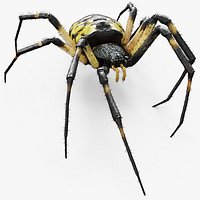 Golden Garden Spider with Fuzz