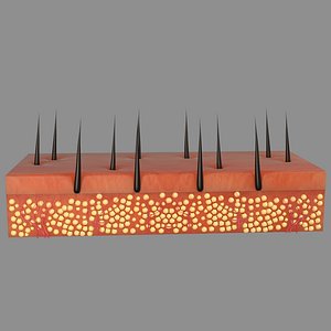 Hair Skin Anatomy  2