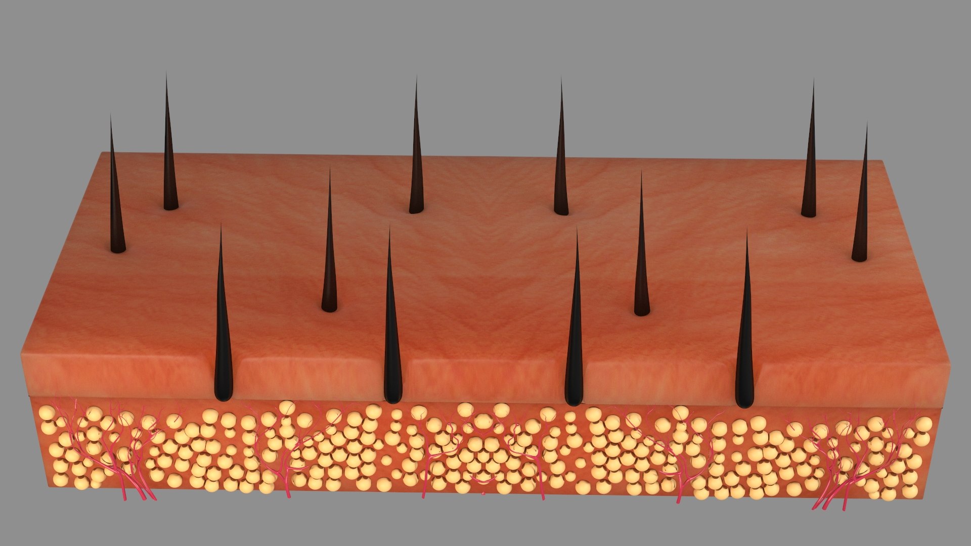 Hair Skin Anatomy  2 3D https://p.turbosquid.com/ts-thumb/IS/uaXR8c/HV/skinlayer503/jpg/1753491064/1920x1080/fit_q87/69a89d011545ccfc28e1c569473e4ec697111b77/skinlayer503.jpg