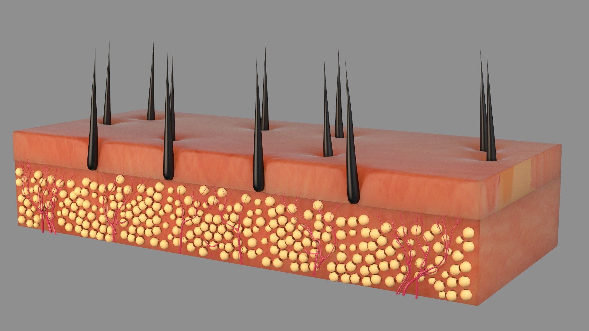 Hair Skin Anatomy  2 3D https://p.turbosquid.com/ts-thumb/IS/uaXR8c/PU/skinlayer504/jpg/1753491056/1920x1080/fit_q87/20edf21d72f015dd71edba4d262de0073df07946/skinlayer504.jpg