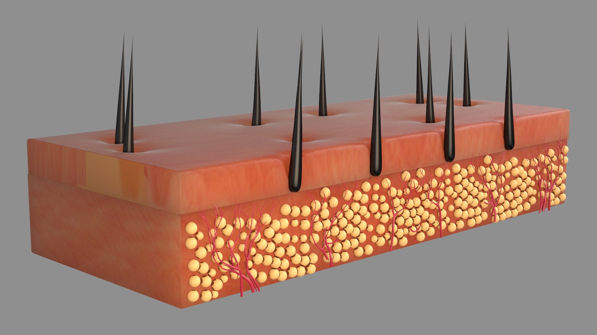 Hair Skin Anatomy  2 3D https://p.turbosquid.com/ts-thumb/IS/uaXR8c/mO/skinlayer505/jpg/1753491057/1920x1080/fit_q87/e894fc2b28603ad03bef0047a4e24363f2bd1ebd/skinlayer505.jpg