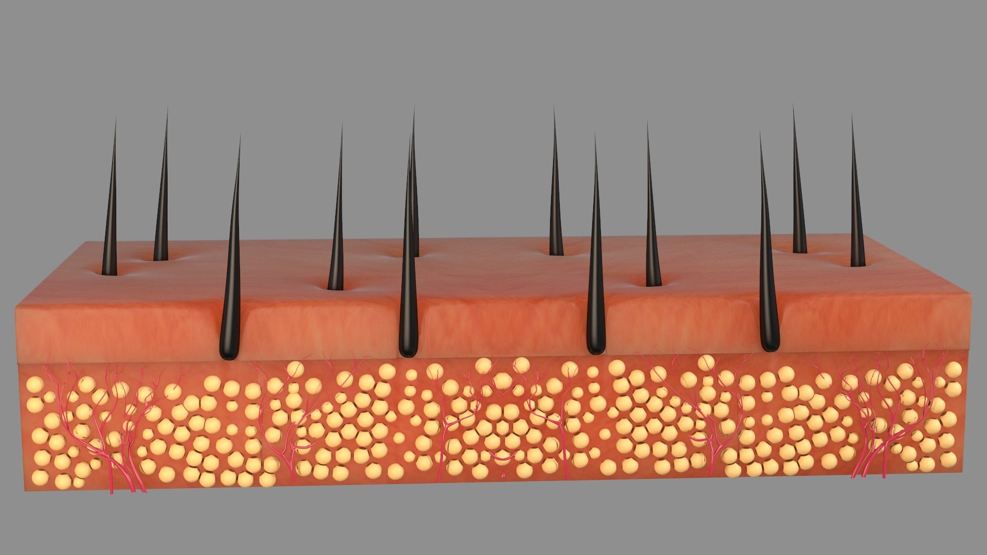 Hair Skin Anatomy  2 3D https://p.turbosquid.com/ts-thumb/IS/uaXR8c/pq/skinlayer501/jpg/1753491061/1920x1080/fit_q87/4251839e83610dd55ea368311181a5cc1e422d88/skinlayer501.jpg