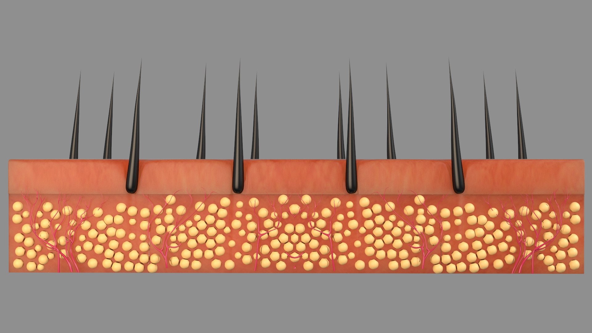 Hair Skin Anatomy  2 3D https://p.turbosquid.com/ts-thumb/IS/uaXR8c/qt/skinlayer502/jpg/1753491062/1920x1080/fit_q87/8f613a9aa3a63b938956e094311de67beced7e76/skinlayer502.jpg