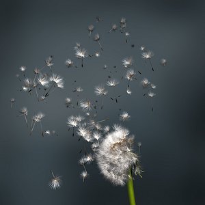 dandelion