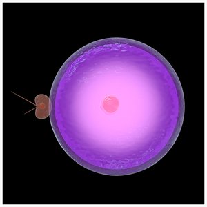 Gametes cell 3D model