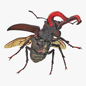 Lucanus Cervus Stag Beetle Flying