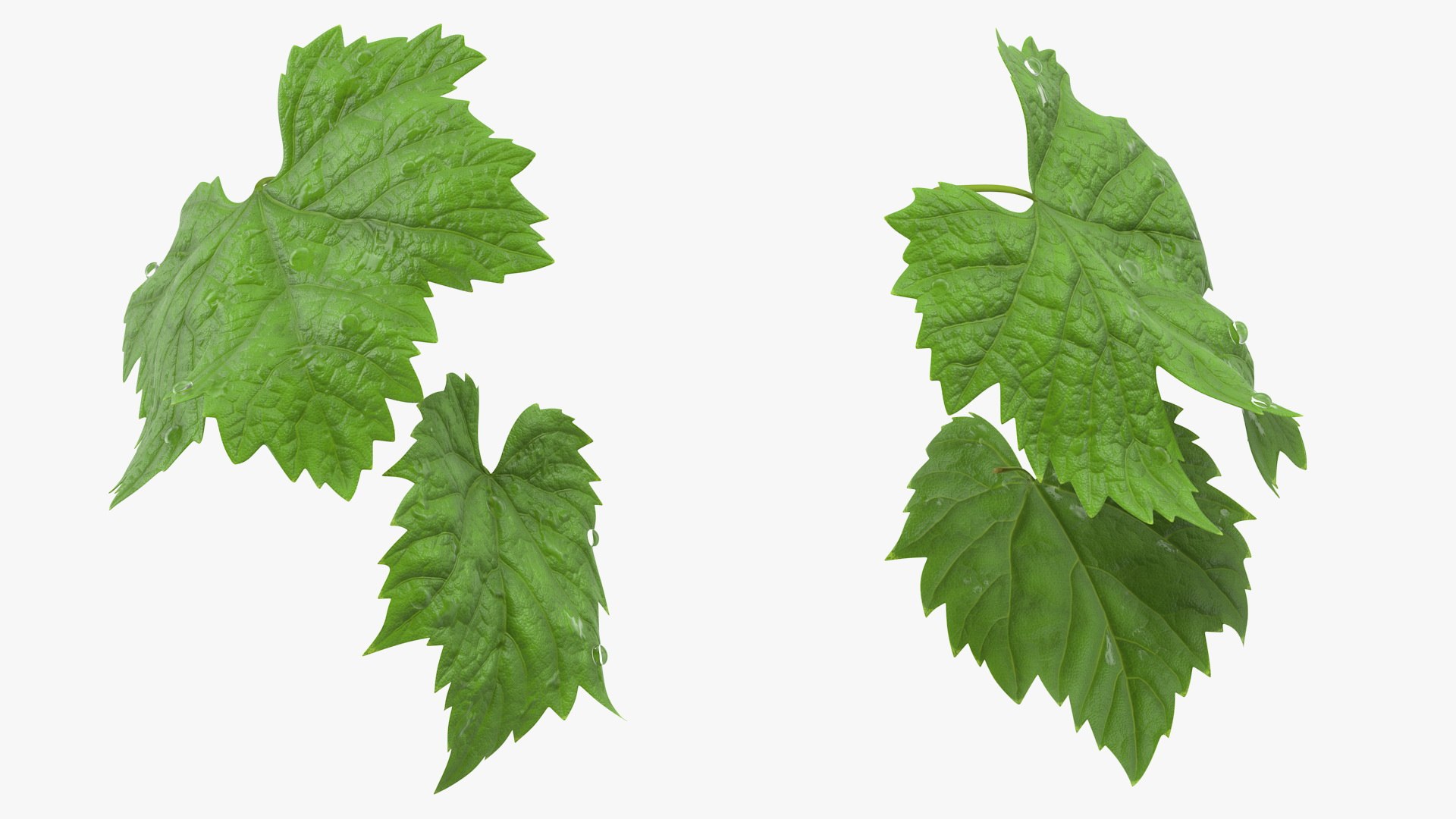 Grape Leaves with Dew 3D model preview