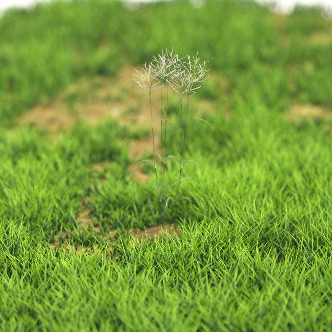 3D v-ray https://p.turbosquid.com/ts-thumb/IT/HeVDFz/ctijoNbn/r_92/png/1603540985/1920x1080/fit_q87/2458c6080d66d55eb206fdef78c836686b0edeba/r_92.jpg