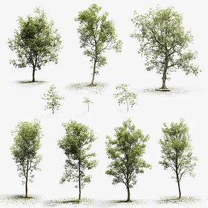 European Beech Collection 3D Scanned Animated