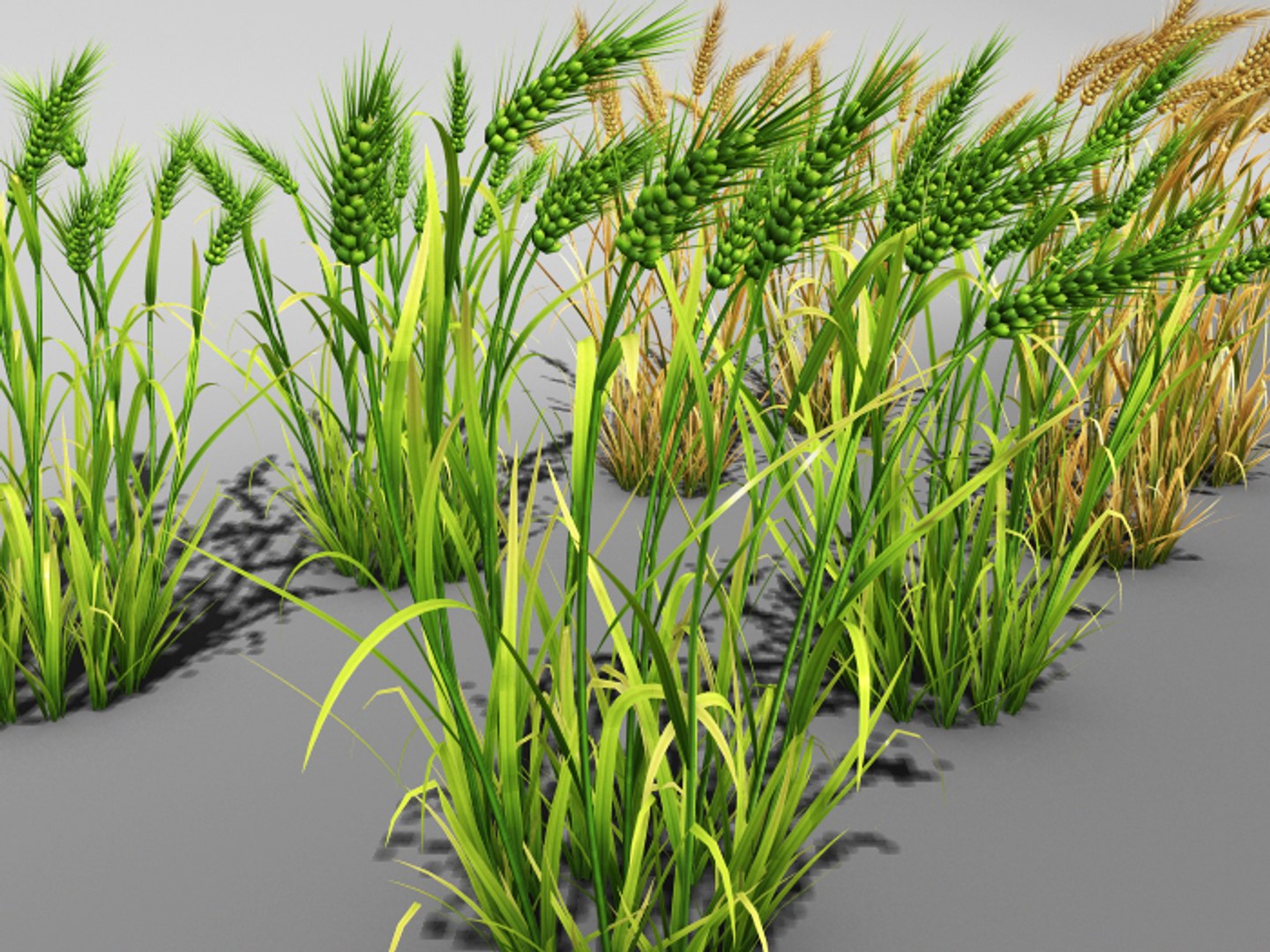 3d Wheat Field Farm