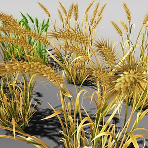 3d wheat field farm