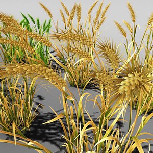 Wheat