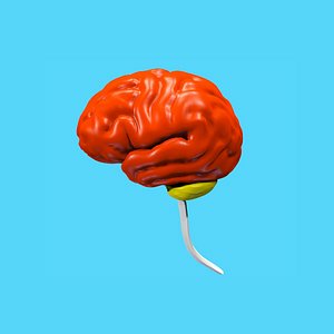brain color human