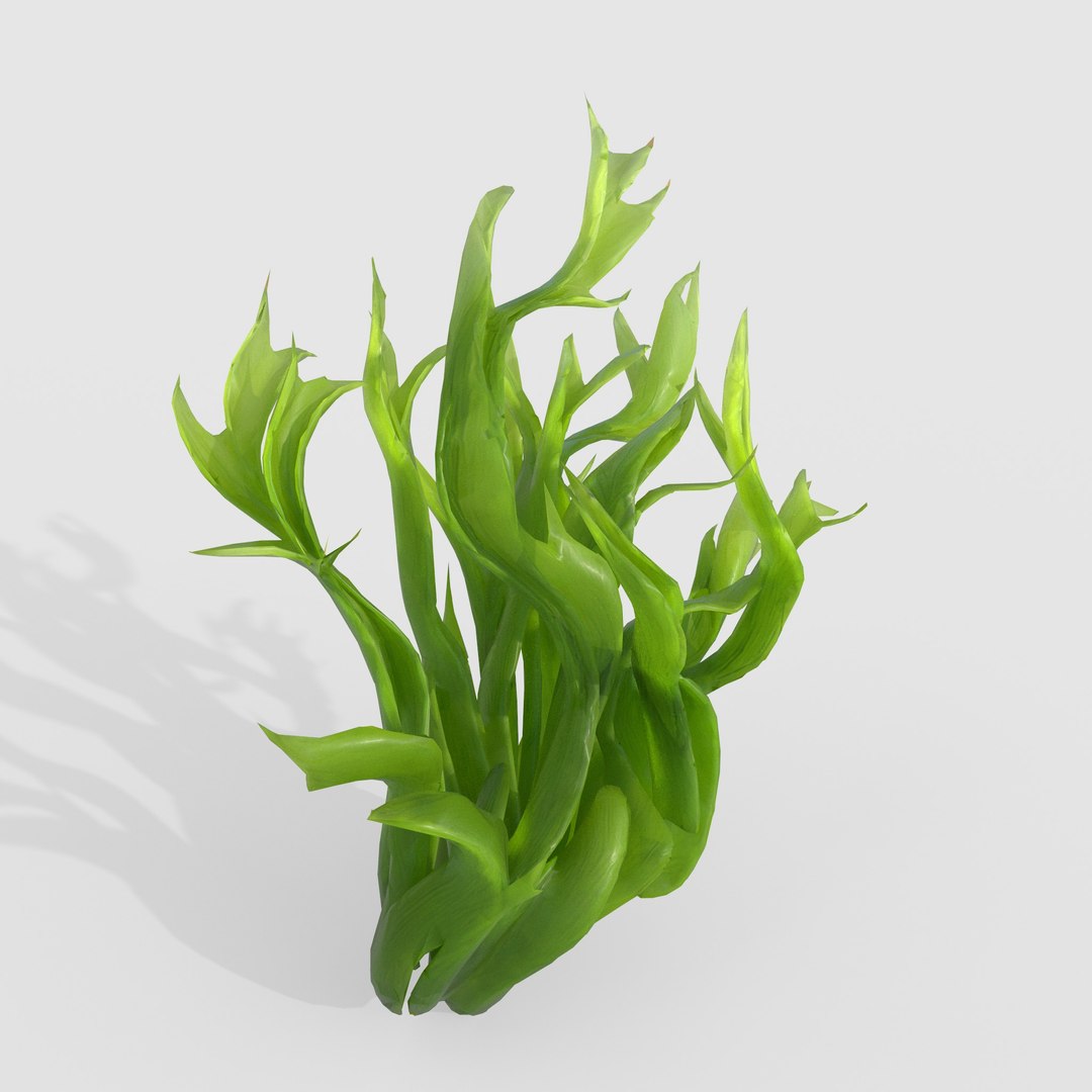 Seaweed V5 model https://p.turbosquid.com/ts-thumb/IT/YpvLhi/Fi/2/jpg/1776241790/1920x1080/fit_q87/ee54fa19269610b6fefe8cd94e9b896f4ed4c8d5/2.jpg