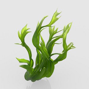 Seaweed V5