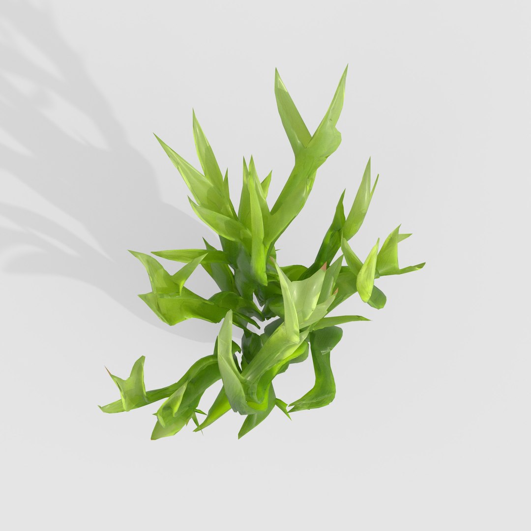 Seaweed V5 model https://p.turbosquid.com/ts-thumb/IT/YpvLhi/nT/5/jpg/1776241791/1920x1080/fit_q87/7ffb8c5dc3e32163eba3d9f7cff196fd41337e2c/5.jpg
