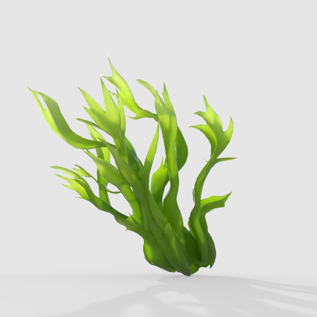 Seaweed V5 model https://p.turbosquid.com/ts-thumb/IT/YpvLhi/uL/4/jpg/1776241790/1920x1080/fit_q87/db3a10fc4967a360e373a1e2a376d6d13040fd75/4.jpg