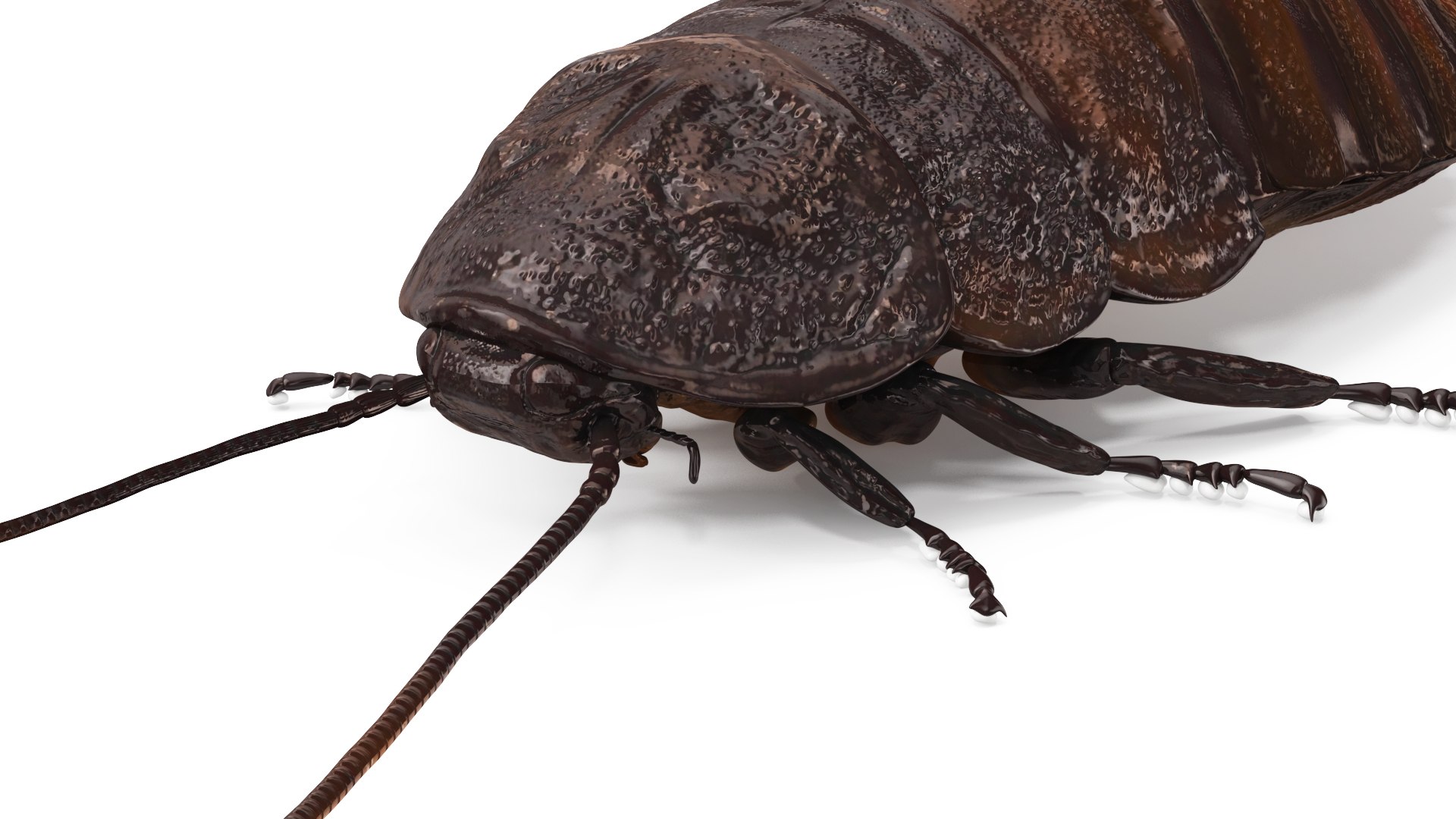 Wood Feeding Cockroach Rigged for Maya model TurboSquid 2170526