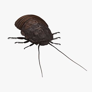 Wood Feeding Cockroach Rigged for Maya model