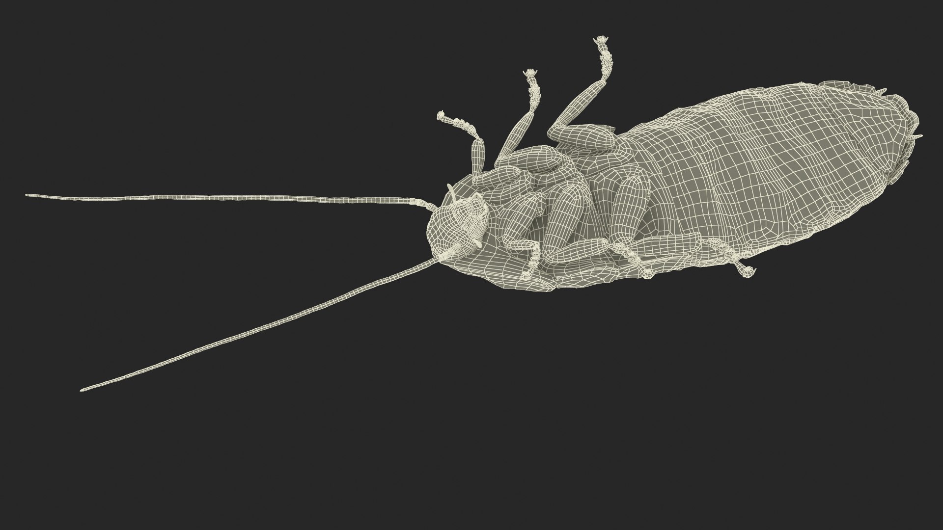 Wood Feeding Cockroach Rigged for Maya model - TurboSquid 2170526