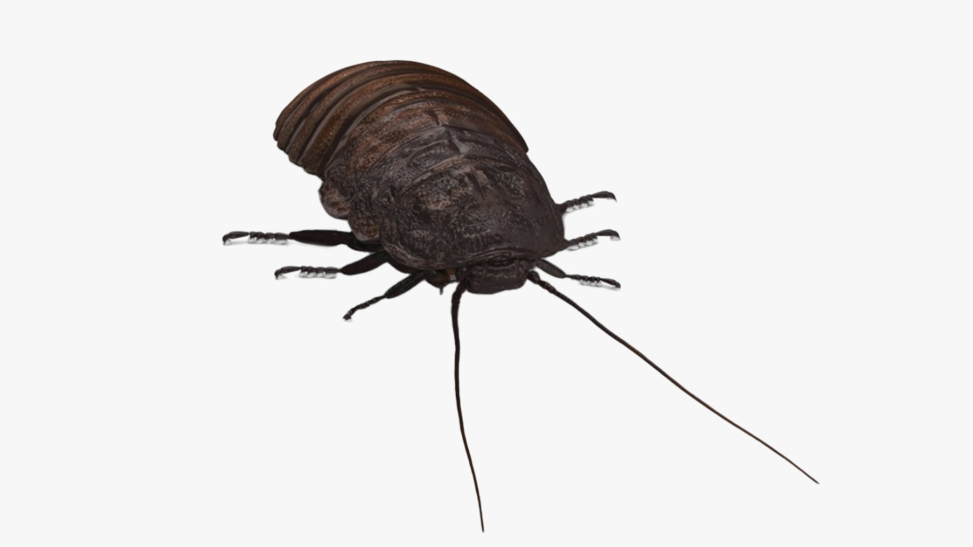 Wood Feeding Cockroach Rigged for Maya model TurboSquid 2170526