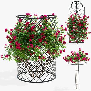 Climbing rose red 3D