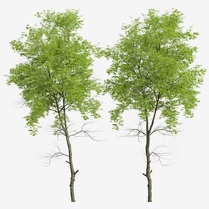 Set of White ash or Fraxinus americana Tree - 2 Trees 3D model