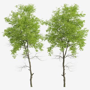 Set of White ash or Fraxinus americana Tree - 2 Trees