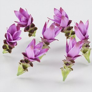 tulip thailand 3D model