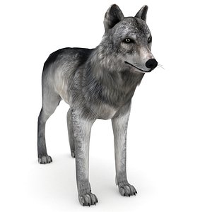 3D grey wolf