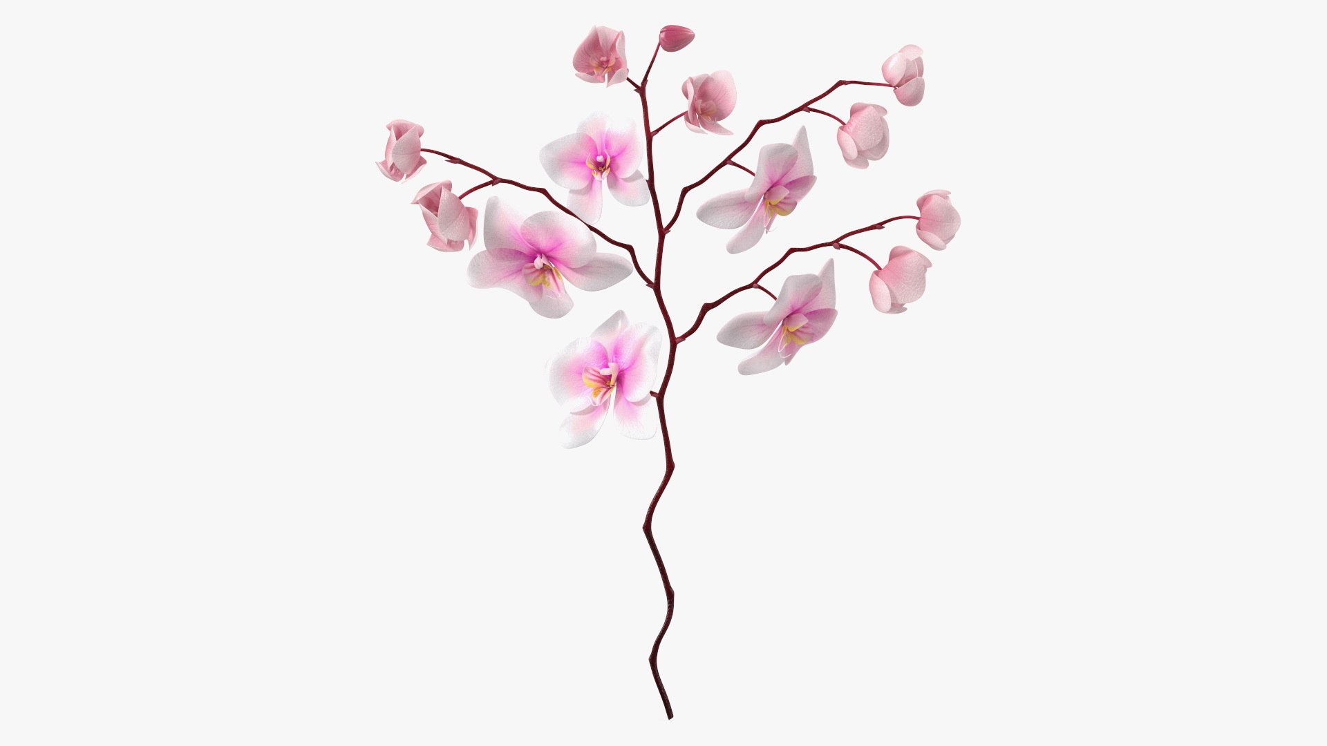 Phalaenopsis Orchid Stem 3D model preview