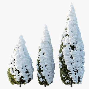 AV Plants Rocky Mountain Juniper Winter Snow