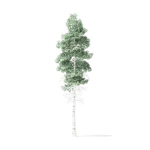 quaking aspen tree 6 3D