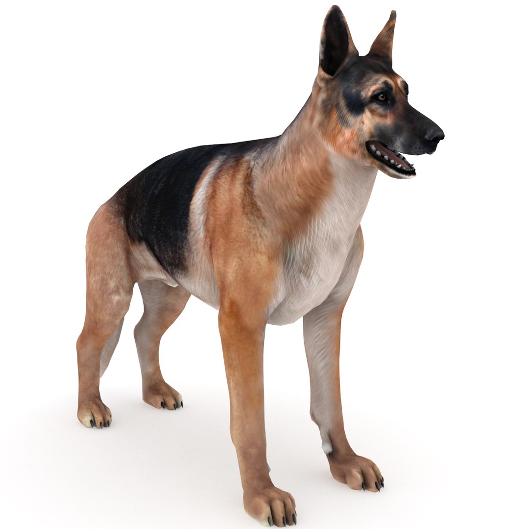 3D German Shepherd Dog Model - TurboSquid 1445455