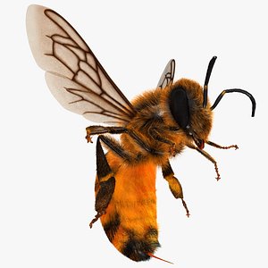Apis Mellifera 'Honey Bee'