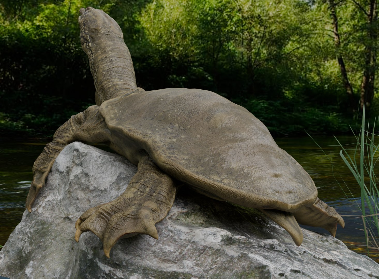 Realistic Turtle Pbr 4k 3D - TurboSquid 2397542