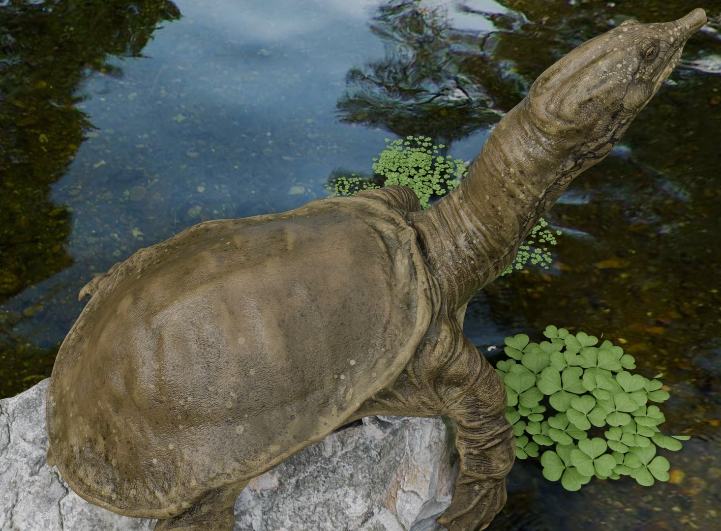 Realistic Turtle Pbr 4k 3D - TurboSquid 2397542