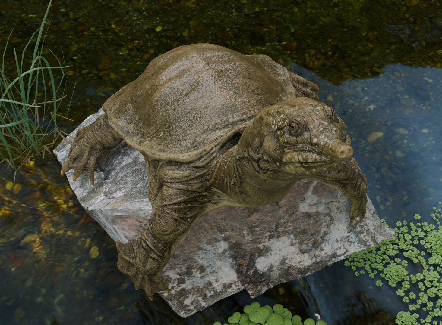 Realistic Turtle Pbr 4k 3D - TurboSquid 2397542