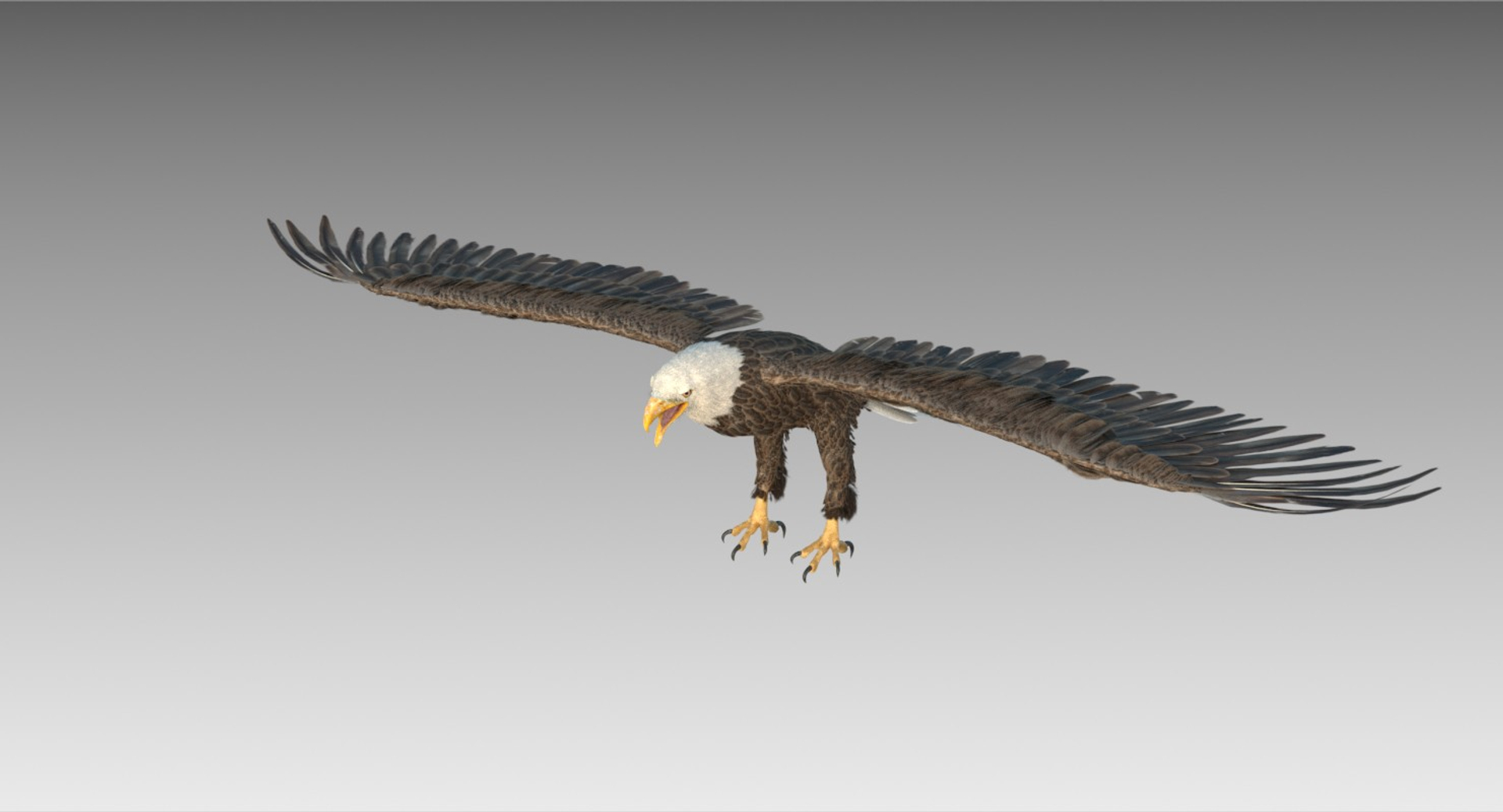 Bald Eagle Head - Buy Royalty Free 3D model by Hong Nguyen