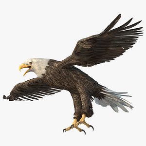 bald eagle model