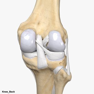 High Resolution Human Knee  from a real CT-Scan model